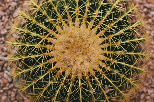 FGFS_PricklyPearJam_Arizona2016_Day2_Cactus